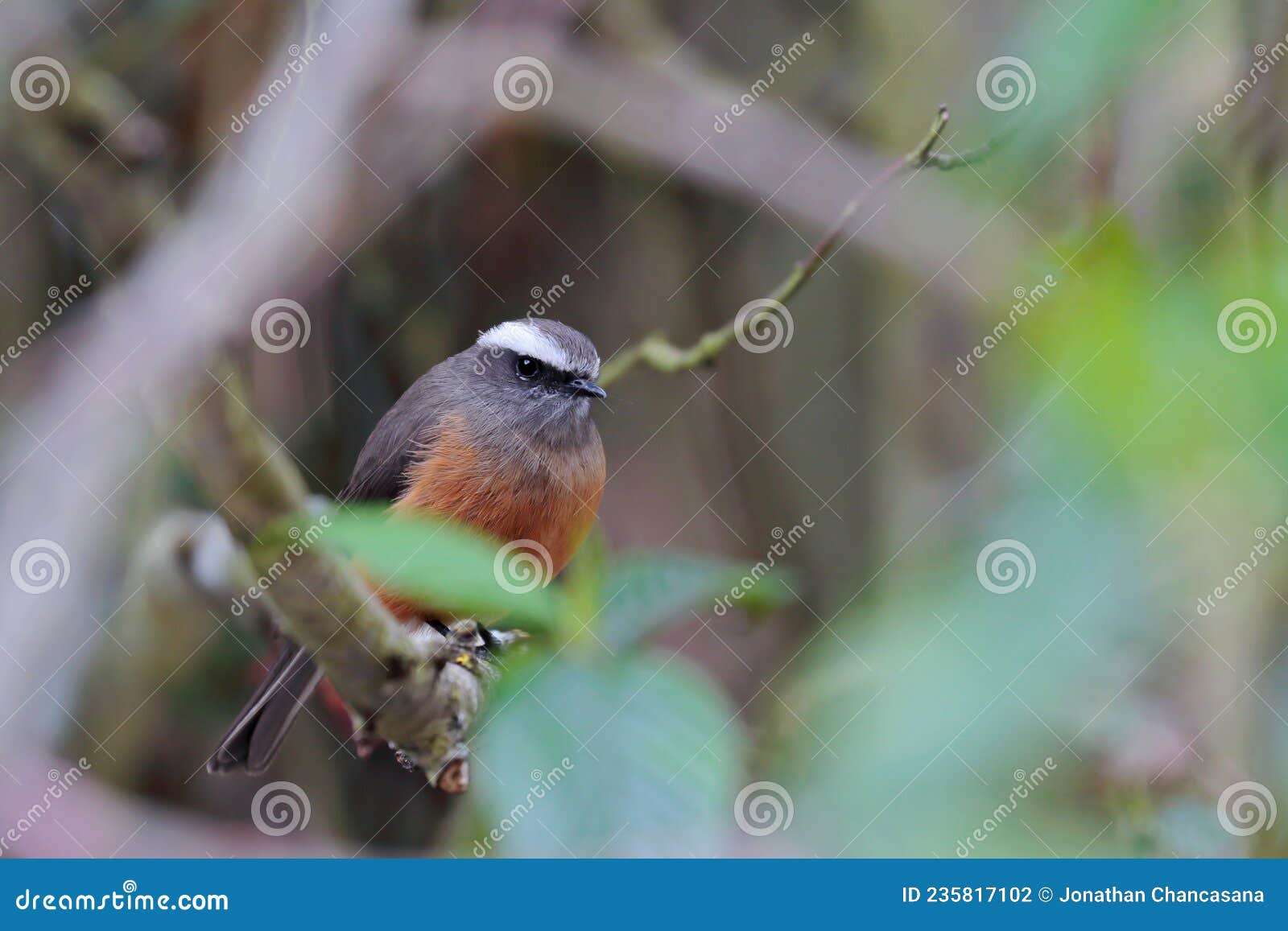 pitajo de d`orbigny ochthoeca oenanthoides